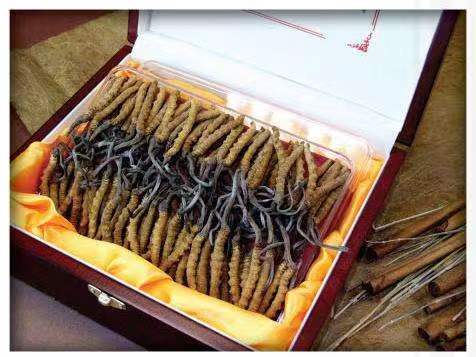 巴马冬虫夏草回收